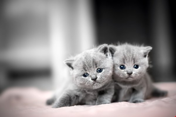 De eerste weken met je kitten: wat heb je nodig?